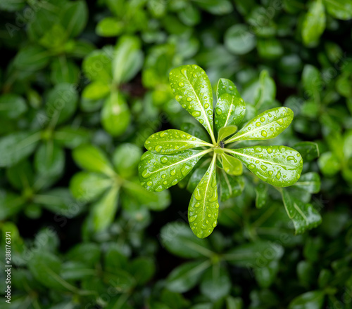 fresh green leaves with water drop