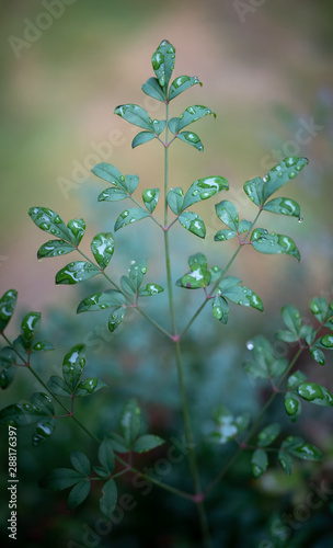 green leaf on blue background