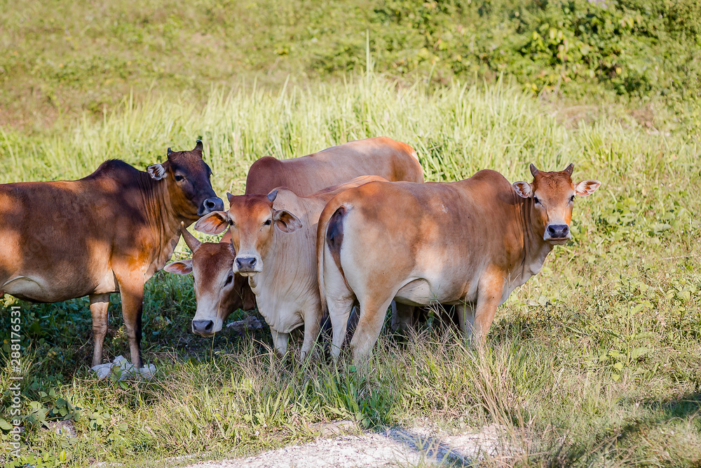 Cows graze in a meadow in Thailand.