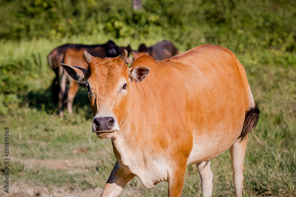 Cows graze in a meadow in Thailand.