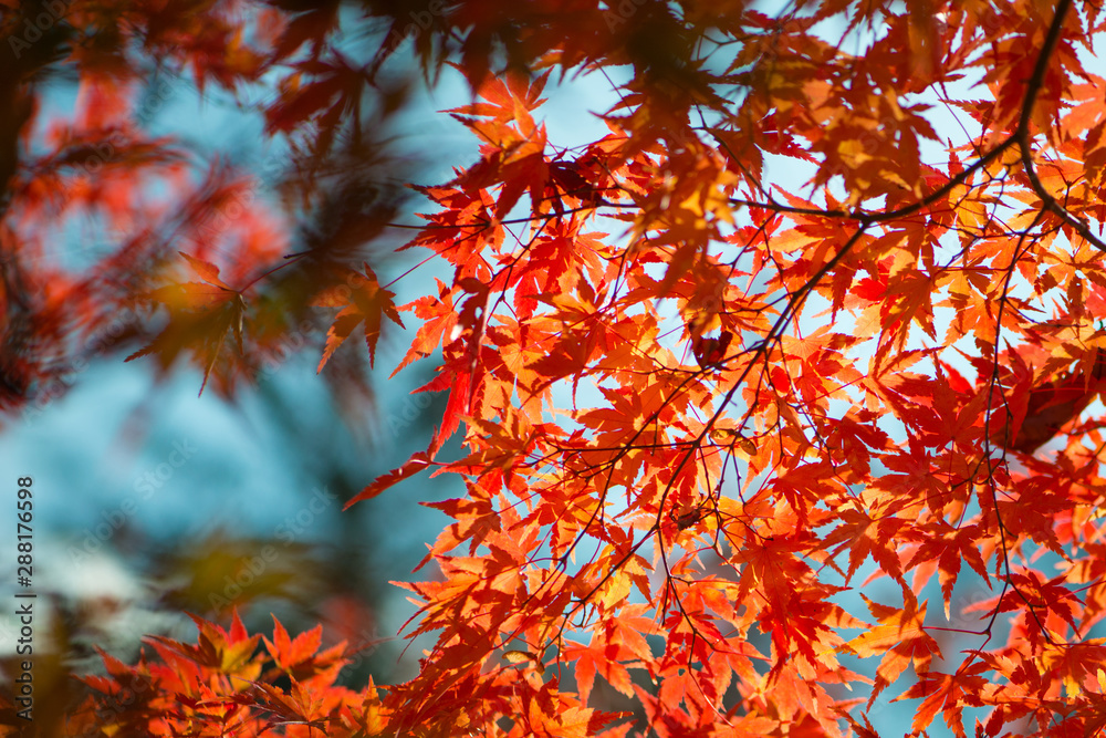 Red maple leaves in autumn season Red maple leaves in autumn season