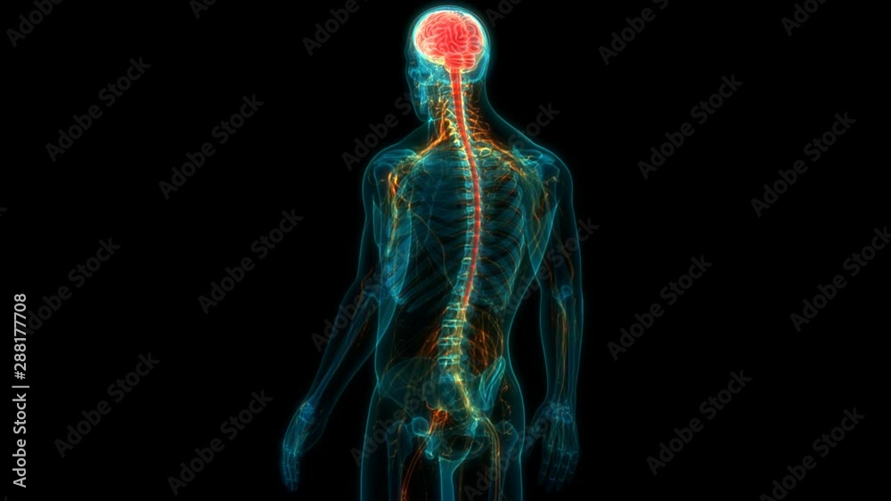 Human Central Nervous System Brain Anatomy