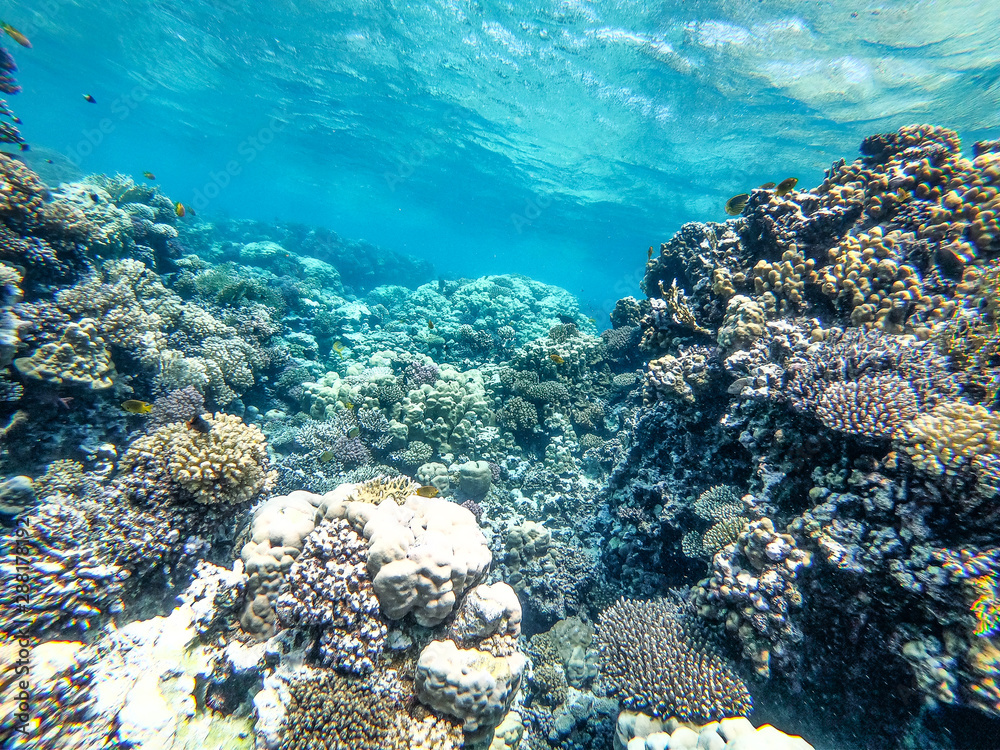 Fototapeta premium Underwater background of ocean and free space for your decoration. 