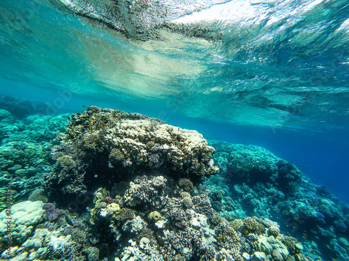 Fototapeta Naklejka Na Ścianę i Meble -  Underwater background of ocean and free space for your decoration. 