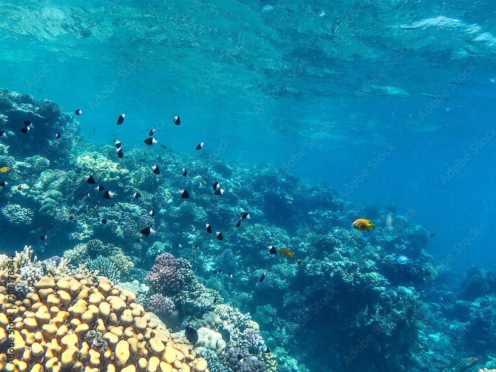 Fototapeta premium Underwater background of ocean and free space for your decoration. 