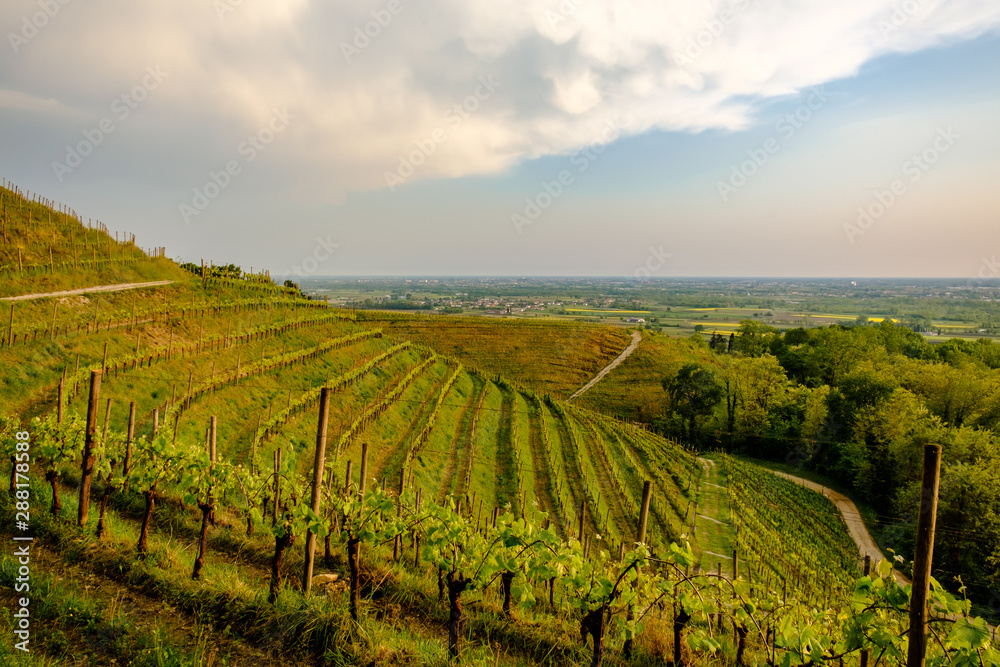 Naklejka premium Evening storm in the vineyards