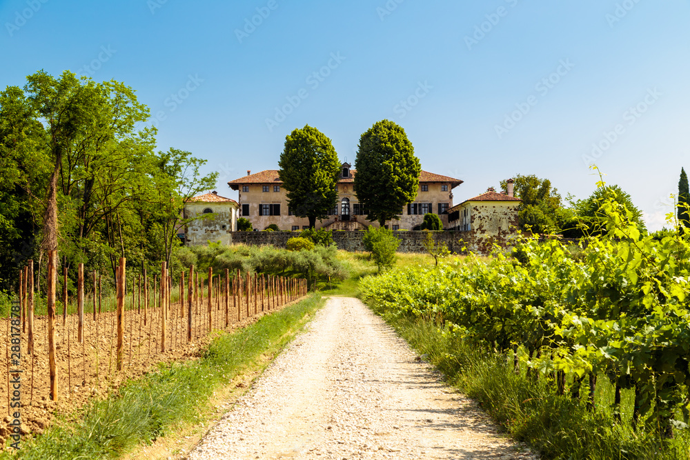 The fields of Friuli Venezia-Giulia cultivated with grapevines The fields of Friuli Venezia-Giulia cultivated with grapevines