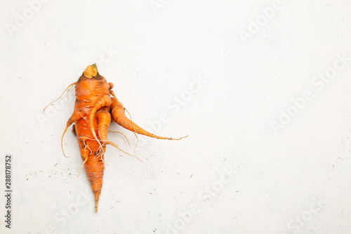 Ugly pure organic carrot picked from garden