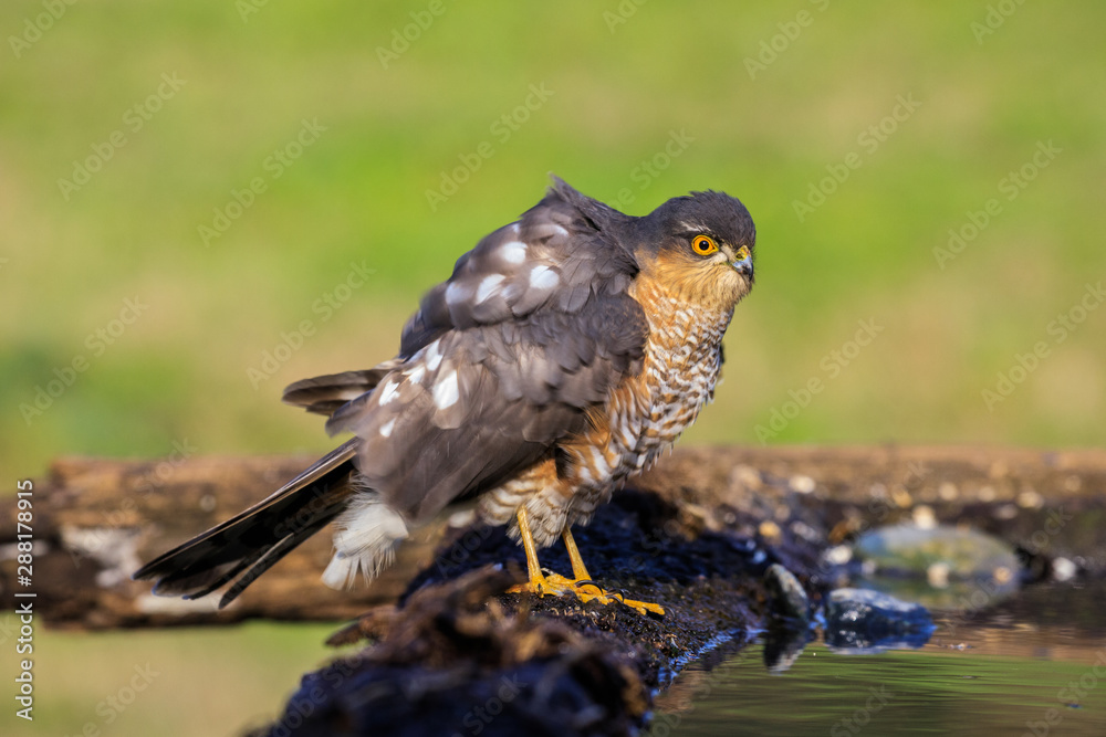 Fototapeta premium Sparviere (Accipiter nisus) davanti a una pozza d'acqua