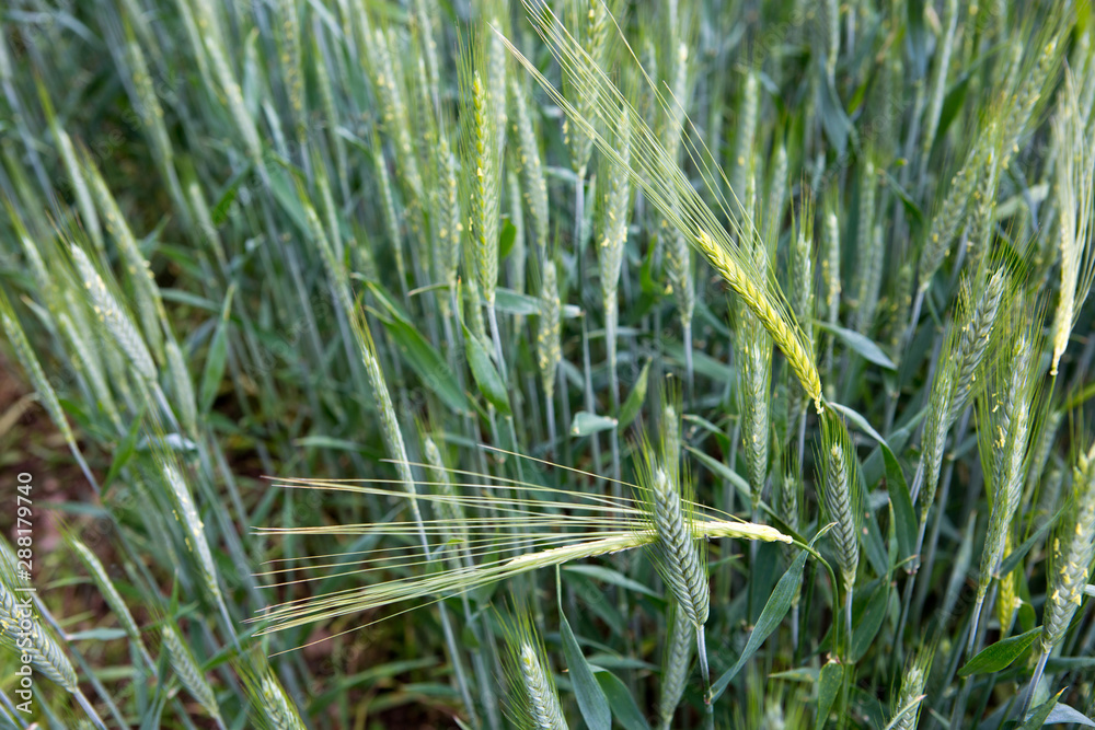 Young sprouts of wheat, close up view.Nature background. Young sprouts of wheat, close up view.Nature background.