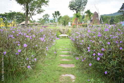 flowers in the garden