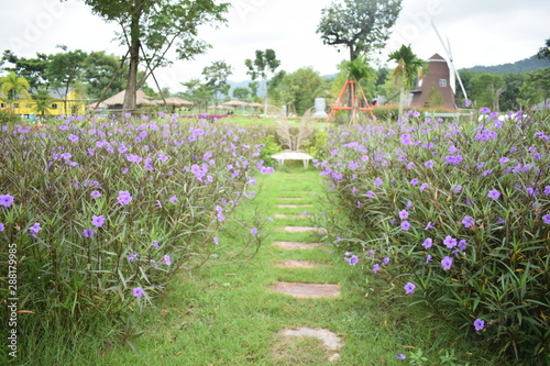 flowers in the garden