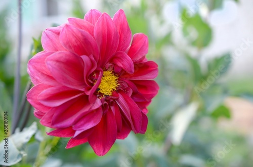 Macro shot of dahlia bishop of llandaff purple bloom photo