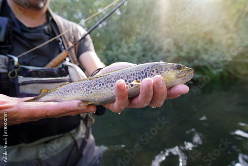 Fototapeta Naklejka Na Ścianę i Meble -  catching a brown trout in the fly