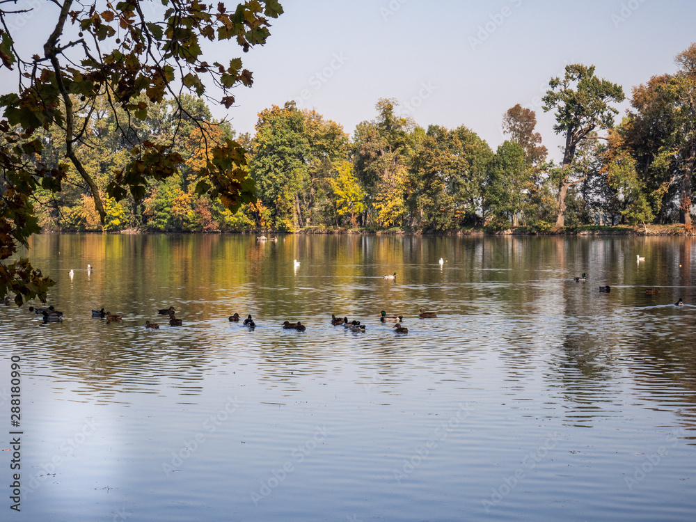 Group of duck birds in lake in evening light Group of duck birds in lake in evening light