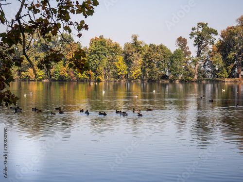 Group of duck birds in lake in evening light