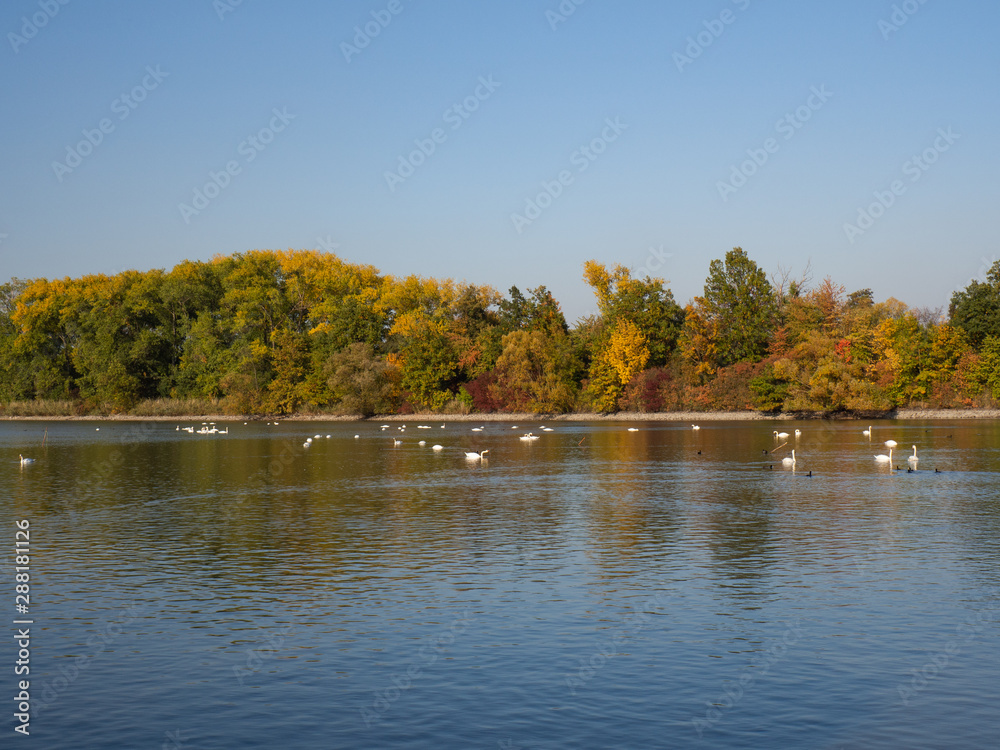 Group of swan birds and duck in lake in evening light Group of swan birds and duck in lake in evening light