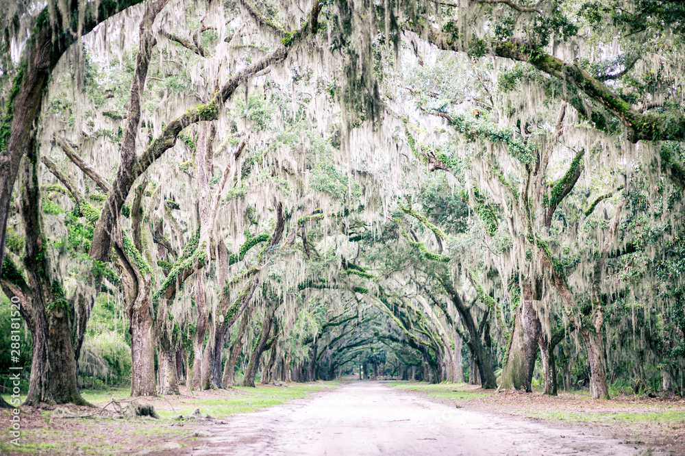 Fototapeta premium Klimatyczna południowa wiejska droga otoczona dębami i zwisającymi gałęziami ociekającymi hiszpańskim mchem w pobliżu Charleston w Południowej Karolinie, USA