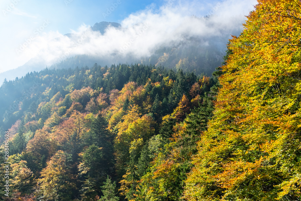 Colorful autumn forest in mountains in the morning sun in clouds