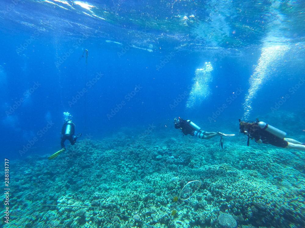 Obraz premium Diving time and underwater photo of ocean. 