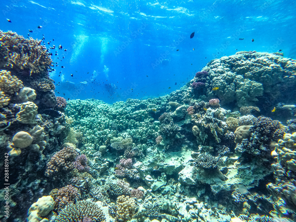 Fototapeta premium Czas nurkowania i podwodne zdjęcie oceanu.