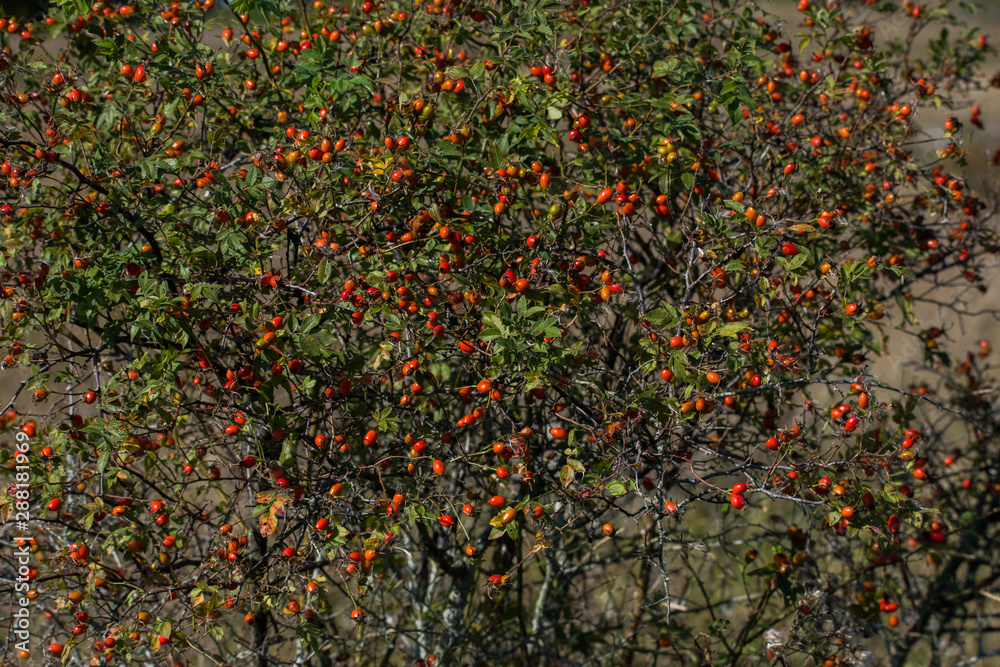 Rosehip bush with berries in autumn