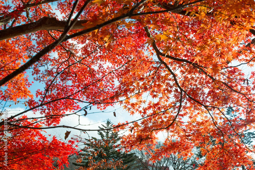 red maple tree in autumn season at Nikko,Japan