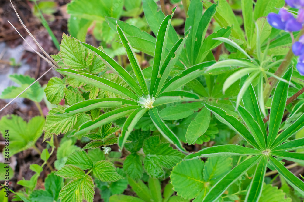 A drop of water on green leaf in the shape of a star after rain under the sun A drop of water on green leaf in the shape of a star after rain under the sun
