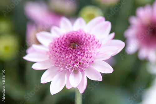 Bouquet of pink chrysanthemums  flowers  summer