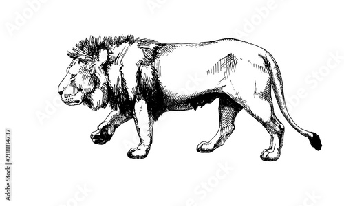 Lion vector isolated graphic sketch hatched black