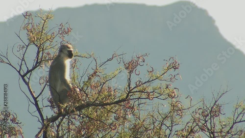 Vervet monkey sitting in tree