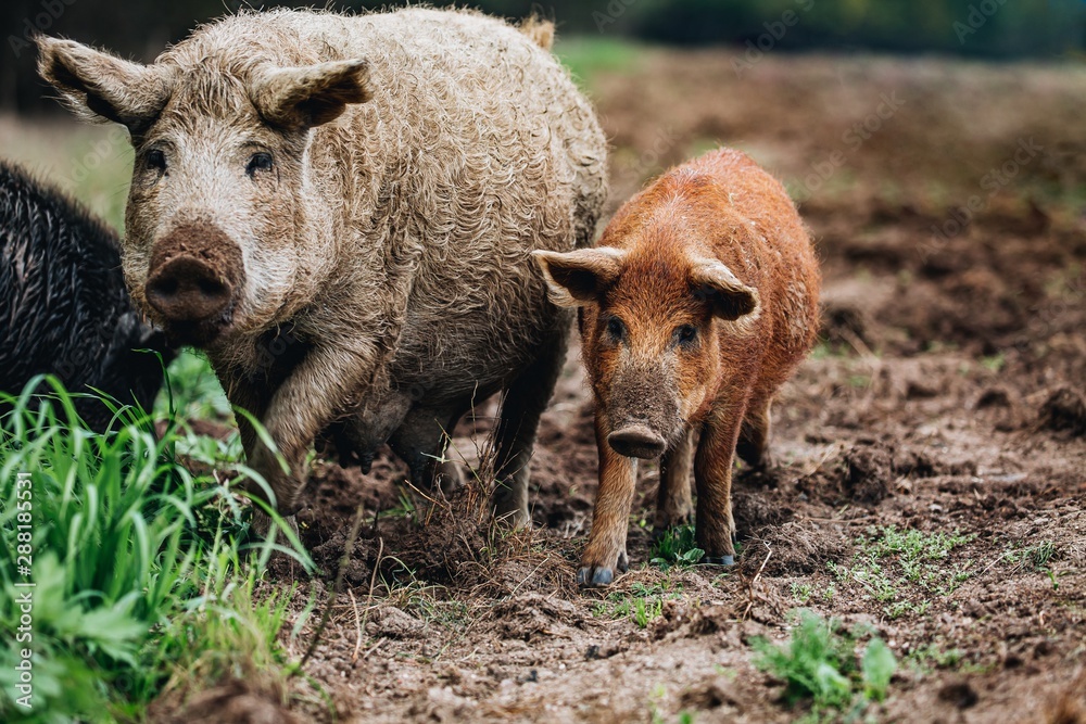 Wild boars (Sus scrofa) animal family with baby boar in autumn forest Wild boars (Sus scrofa) animal family with baby boar in autumn forest