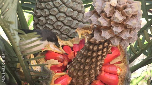 magpie bird hopping on cycad