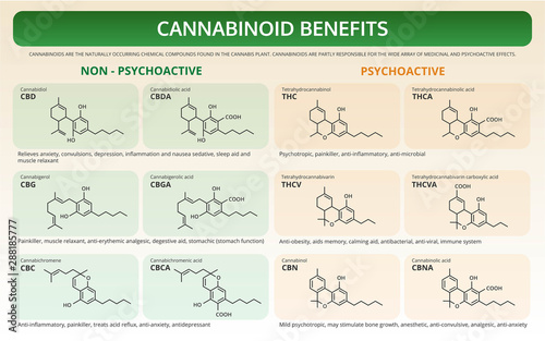 Cannabinoid Benefits horizontal textbook infographic illustration about cannabis as herbal alternative medicine and chemical therapy, healthcare and medical science vector.