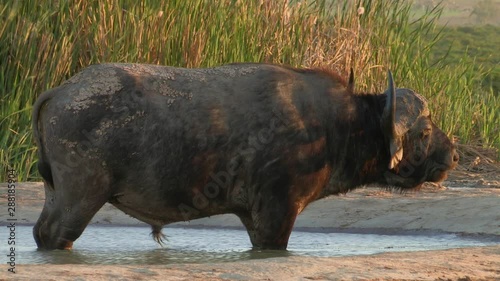 Buffalo basking in sun in watering hole
