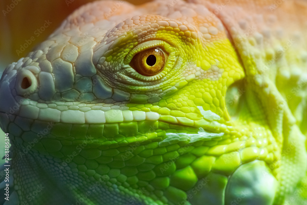 Fototapeta premium Iguana close up macro animal portrait photo