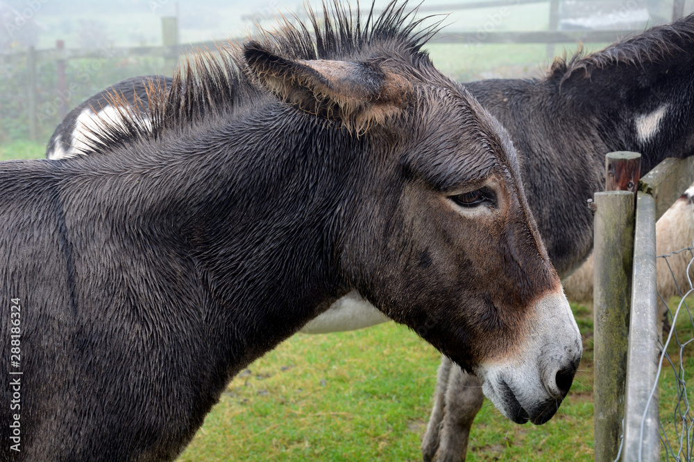 Fototapeta premium Donkey, Ventry, Ireland