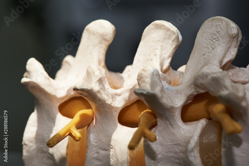 Quadro em tela Close-up view of lumbar spine model