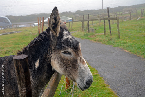 Donkey, Ventry, Ireland photo