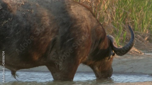 Buffalo drinking in watering hole