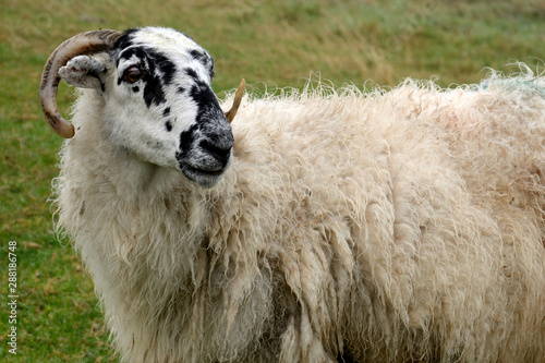 Sheep, Ventry, Ireland photo