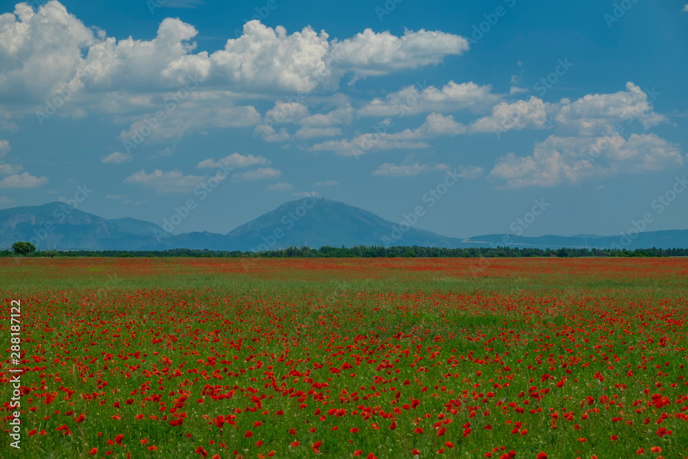 field of poppies, Provence, France 