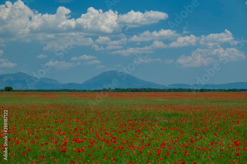 field of poppies, Provence, France 