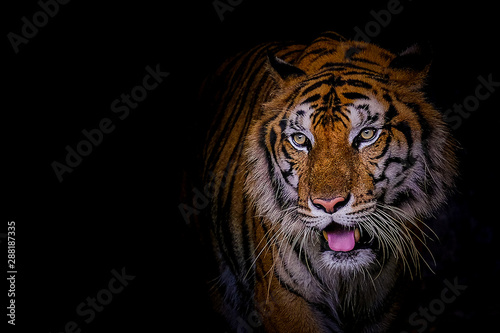 Face tiger the Siberian tiger  Panthera tigris tigris  also called Amur tiger