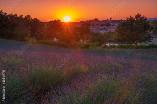 Valensole. Lavender field at sunset. Provence, France