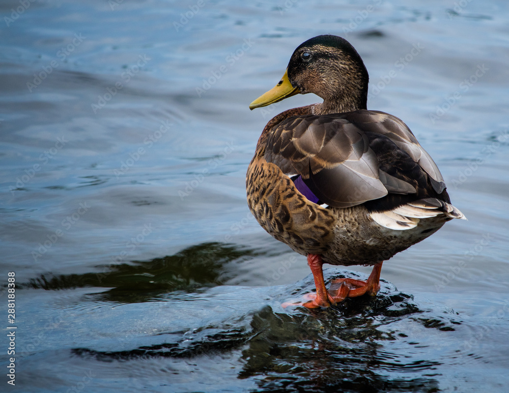 A female mallard duck standing on rock in the pond on a summer afternoon at Jamaica Pond, Massachusetts A female mallard duck standing on rock in the pond on a summer afternoon at Jamaica Pond, Massachusetts
