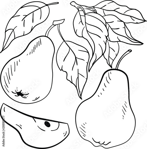 Contour vector illustration with pear, pears slice, leaf, brunch with leaves on white background. Coloring book ideas. Outline illustration with isolated fruits. Good for printing. Doodle style.