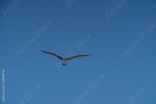Sea Gull