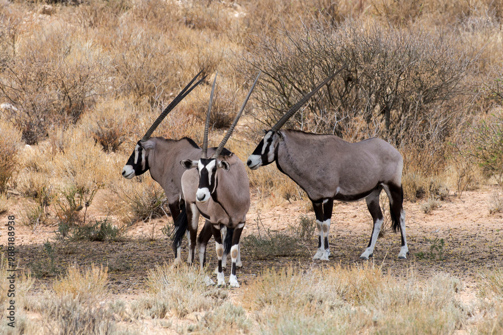 oryx gazelle, gemsbok, Oryx gazella, Parc national Kalahari, Afrique du Sud oryx gazelle, gemsbok, Oryx gazella, Parc national Kalahari, Afrique du Sud