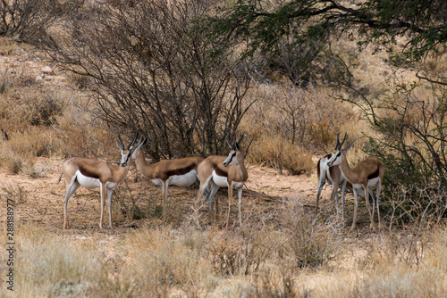 Springbok  Antidorcas marsupialis  Afrique du Sud